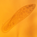 Násada Trepek - Paramecium caudatum